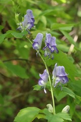 Aconitum axilliflorum