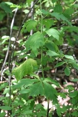 Aconitum axilliflorum