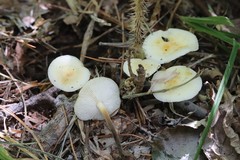Flammulina rossica