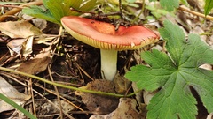 Russula