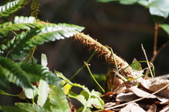 Polystichum polyblepharum