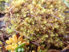 Racomitrium macounii