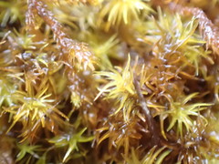 Racomitrium macounii