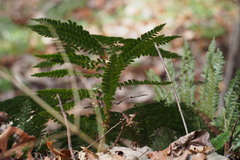 Polystichum polyblepharum