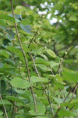 Philadelphus tenuifolius