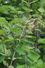 Philadelphus tenuifolius