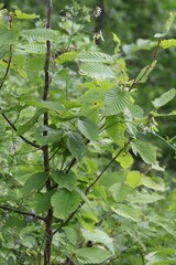 Carpinus cordata
