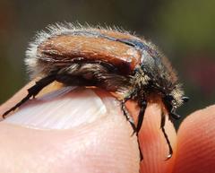 Trichostetha capensis
