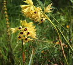 Eulophia welwitschii