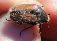 Trichostetha capensis