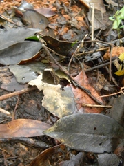 Mycalesis anaxias