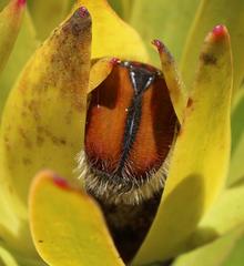 Trichostetha capensis