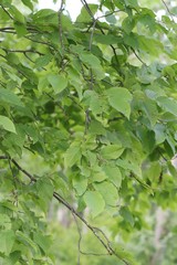 Carpinus cordata