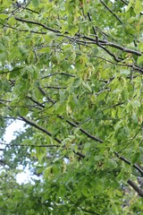 Carpinus cordata