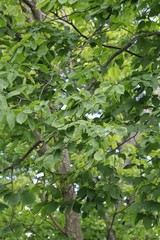 Carpinus cordata