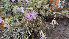 Dianthus rupicola