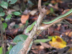 Ahaetulla farnsworthi