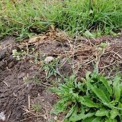 Capsella bursa-pastoris