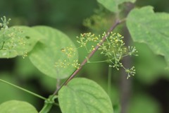 Bupleurum longiradiatum