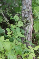 Bupleurum longiradiatum