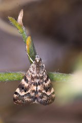 Aporodes