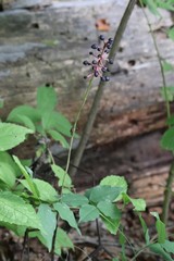 Actaea spicata acuminata