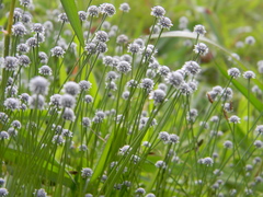Eriocaulon tuberiferum