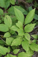 Philadelphus tenuifolius