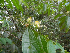 Grewia serrulata