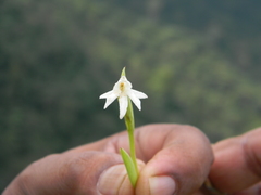 Habenaria heyneana