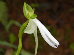 Habenaria longicorniculata
