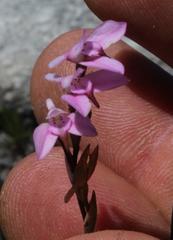 Disa obliqua clavigera
