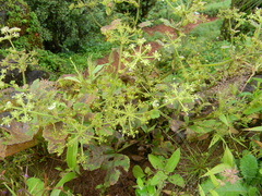 Tordylieae