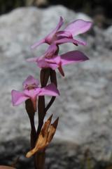 Disa obliqua clavigera