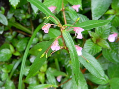 Impatiens kleiniformis