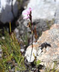 Disa obliqua clavigera
