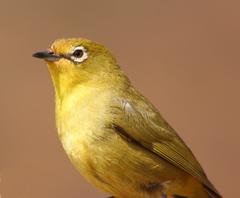 Zosterops virens virens