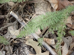 Achillea millefolium borealis