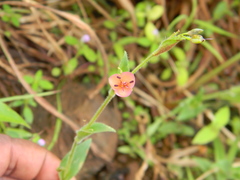 Murdannia lanuginosa