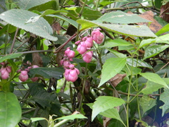 Strobilanthes heyneana