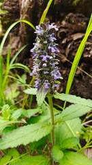 Ajuga forrestii