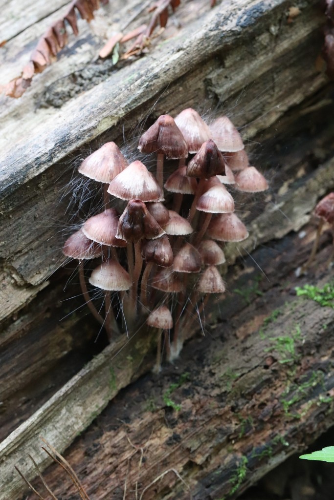 Mycena haematopus · August 2021 · photo: © ninacourlee (iNaturalist, cc-by)