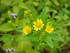 Wedelia urticaefolia