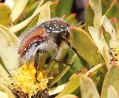 Trichostetha capensis