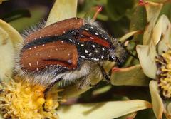 Trichostetha capensis