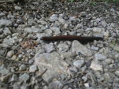 Pachyiulus hungaricus