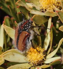 Trichostetha capensis