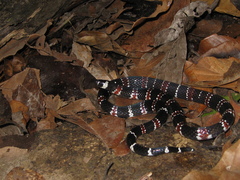 Atractus latifrons