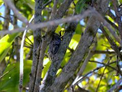 Platypleura capensis