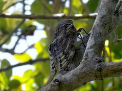 Platypleura capensis